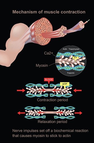 Mechanism of muscle contraction